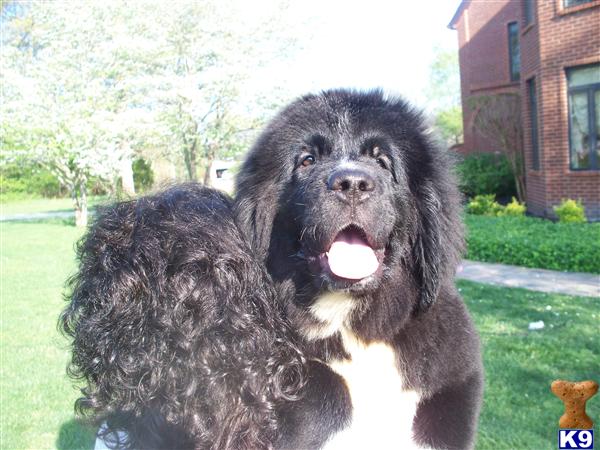 Puppies in Tullahoma